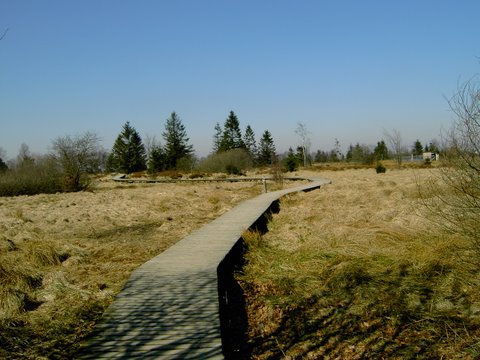 Hohes Venn